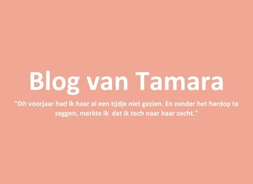 De gele vlinder